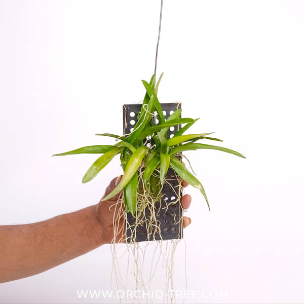 Rodriguezia venusta sp. Orchid Plant - BS