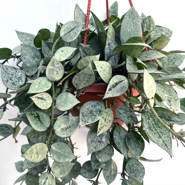 Hoya krohniana 'Eskimo'