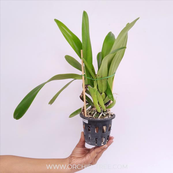 Cattleya Excelsior 'The Globe' Orchid Plant - BS