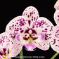 Phalaenopsis Expressions Orchid plant - FF