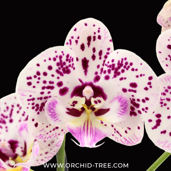 Phalaenopsis Expressions Orchid plant - FF