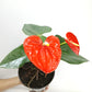 Anthurium Orange - FF