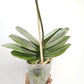 Phalaenopsis Purple Gem Miki Leopard Orchid Plant- FF