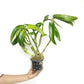 Dendrobium Yellow Rabbit RYU Orchid Plant - BS