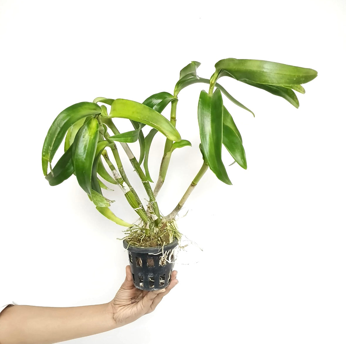 Dendrobium Yellow Rabbit RYU Orchid Plant - BS