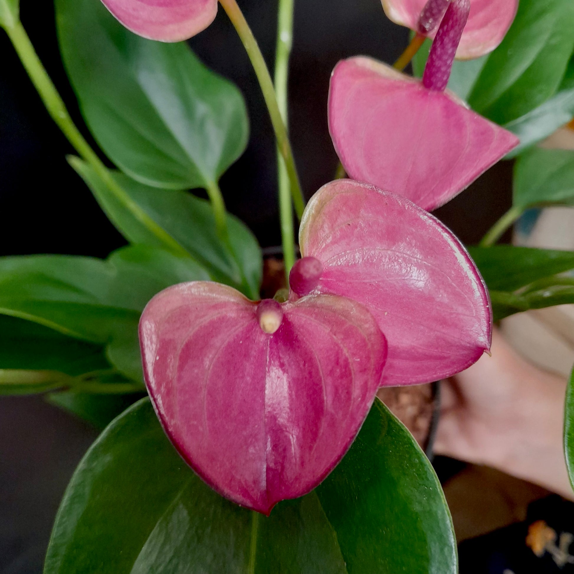 anthurium compact Anthurium Mini Purple