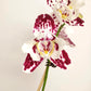 Phalaenopsis Marrakesh Orchid Plant - FF