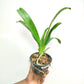 Angreacum Lemforde White Beauty - BS