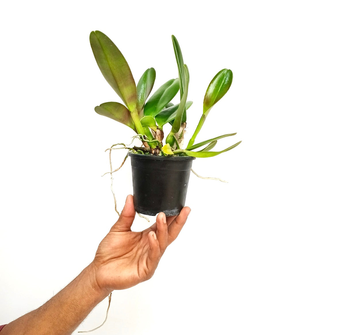 Cattleya Joao Antonio Nicole Velvet Orchid Plant - BS