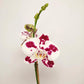 Phalaenopsis Marrakesh Orchid Plant - FF