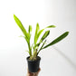 Oncidium Sharry Baby Orchid Plant -BS