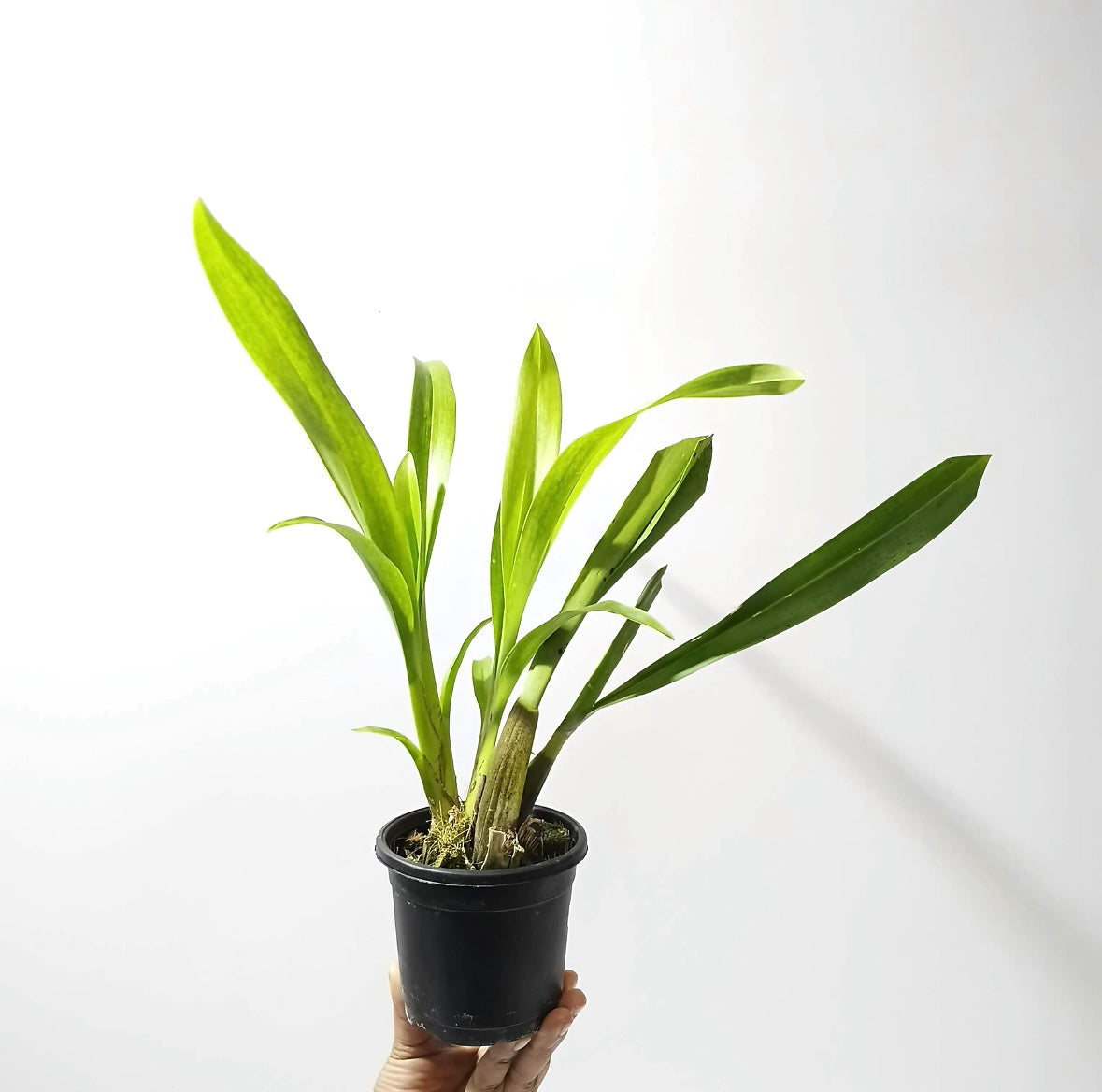 Oncidium Sharry Baby Orchid Plant -BS