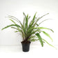Air Purifying Ferns - 5 variations