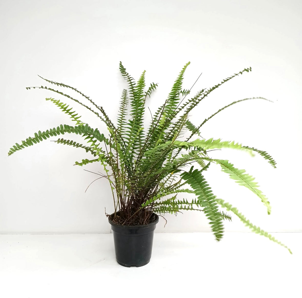 Air Purifying Ferns - 5 variations