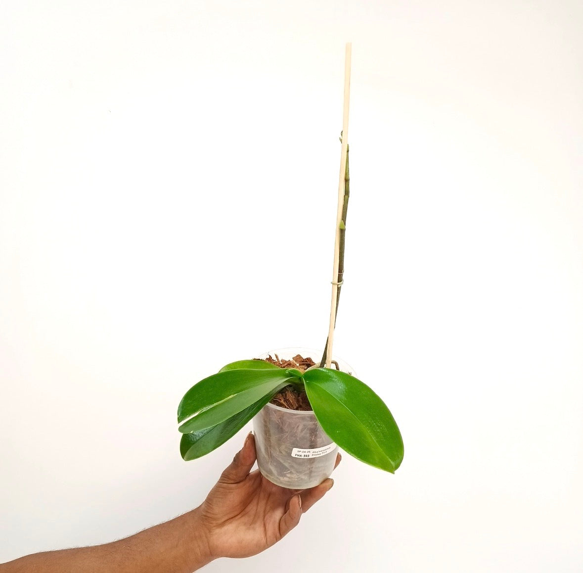 Phalaenopsis Friday Flirt Orchid Plant - FF - Buy Orchids Plants Online by Orchid-Tree.com