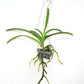 Vanda Dr.Anek x Warut Leopard Orchid Plant - BS