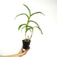 Dendrobium Airy Red Dragon Orchid Plant - FF