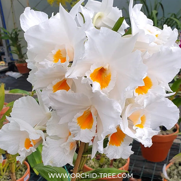 Dendrobium Formidible ‘Ryu Ma’ Orchid Plant - BS