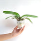 Phalaenopsis Fairy Wings Orchid Plant - FF