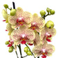 Phalaenopsis Fancy Freckles Orchid Plant - FF (Seedlings)