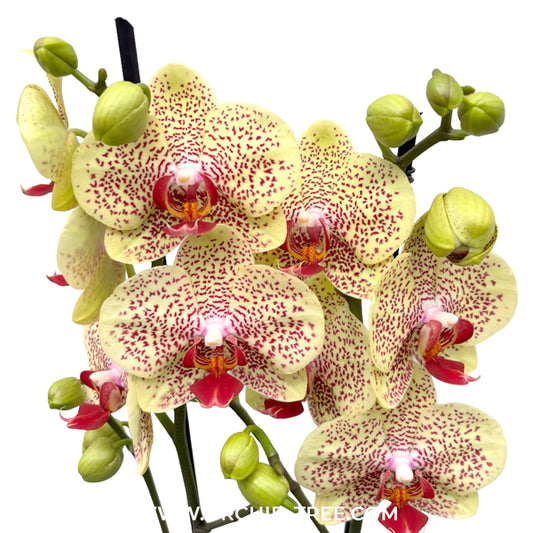 Phalaenopsis Fancy Freckles Orchid Plant - FF (Seedlings)