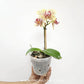 Phalaenopsis Fancy Freckles Orchid Plant - FF (Seedlings)