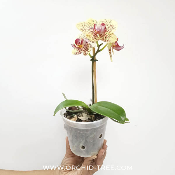 Phalaenopsis Fancy Freckles Orchid Plant - FF (Seedlings)