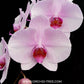 Phalaenopsis Fangmei Beauty Orchid Plant - FF