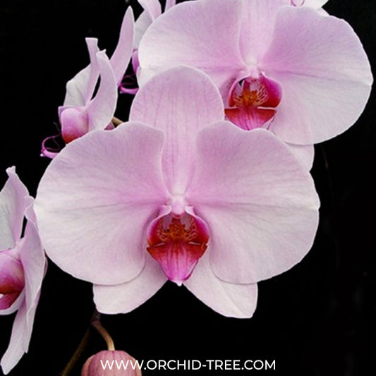 Phalaenopsis Fangmei Beauty Orchid Plant - FF