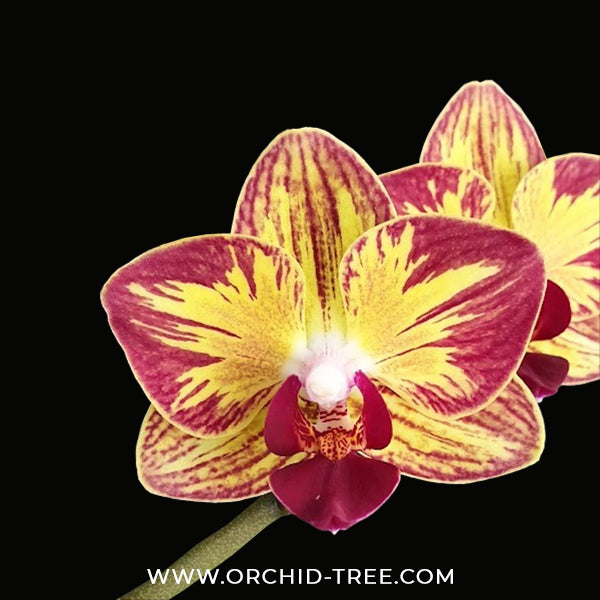 Phalaenopsis Fangmei Splash Orchid Plant - FF