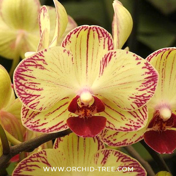 Phalaenopsis Fangmei Splash Orchid Plant - FF