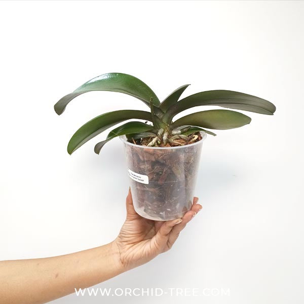 Phalaenopsis Fangmei Splash Orchid Plant - FF