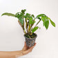 Dendrobium farmeri sp. Pink Orchid Plant- BS