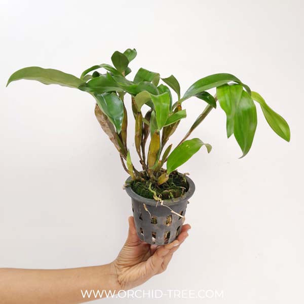 Dendrobium farmeri sp. Pink Orchid Plant- BS