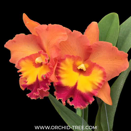 Cattleya (Rlc.) Fine orange Orchid Plant - FF