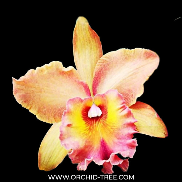 Cattleya (Rlc.) Fine orange Orchid Plant - FF