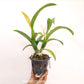 Cattleya (Rlc.) Buranapan Fine orange Orchid Plant - BS