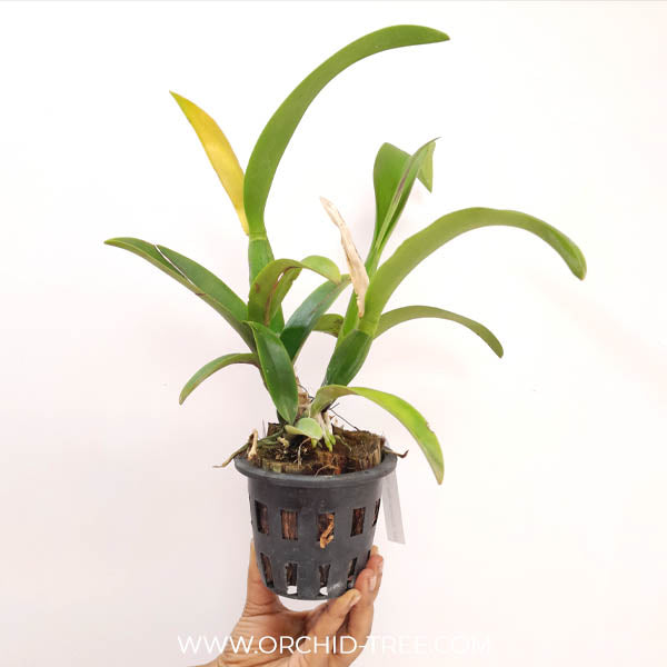 Cattleya (Rlc.) Buranapan Fine orange Orchid Plant - BS