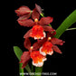 Oncidium. Wils. Hilo Firecracker Orchid Plant - BS