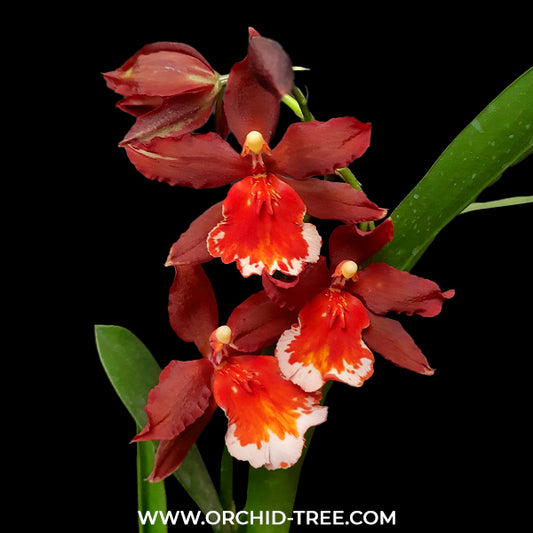 Oncidium. Wils. Hilo Firecracker Orchid Plant - BS