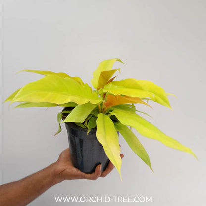 Philodendron Ring of Fire