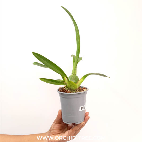 Oncidium. Wils. Hilo Firecracker Orchid Plant - BS