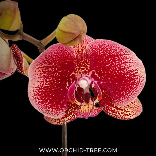 Phalaenopsis Coral Fireworks Orchid Plant - FF