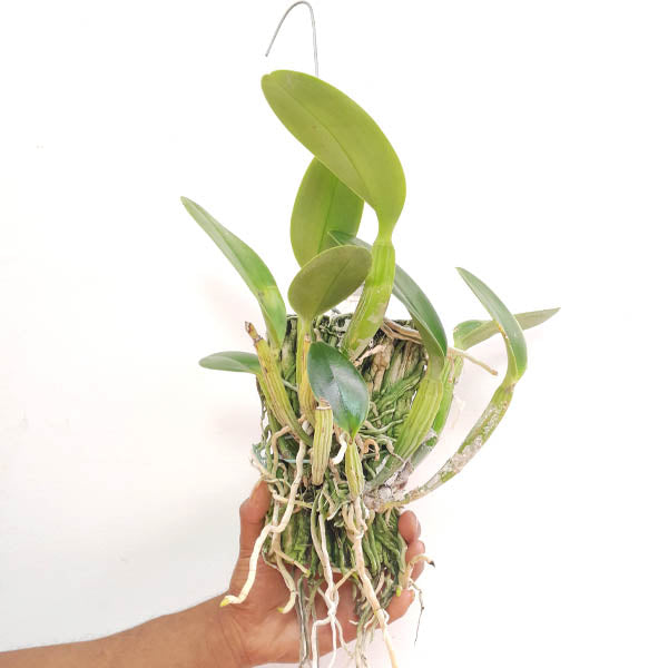 Cattleya Fitz Eugene Dixon Orchid Plant- BS