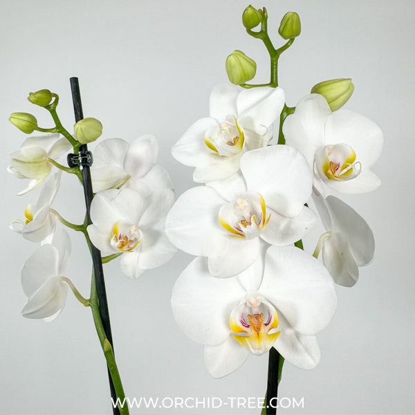 Phalaenopsis Folkestone Orchid Plant - FF