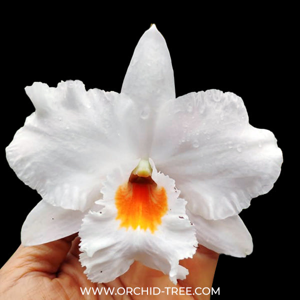 Dendrobium Formidible ‘Ryu Ma’ Orchid Plant - BS