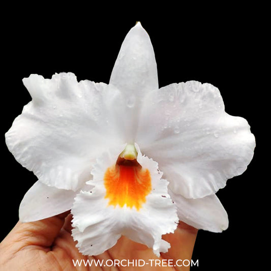 Dendrobium Formidible ‘Ryu Ma’ Orchid Plant - BS