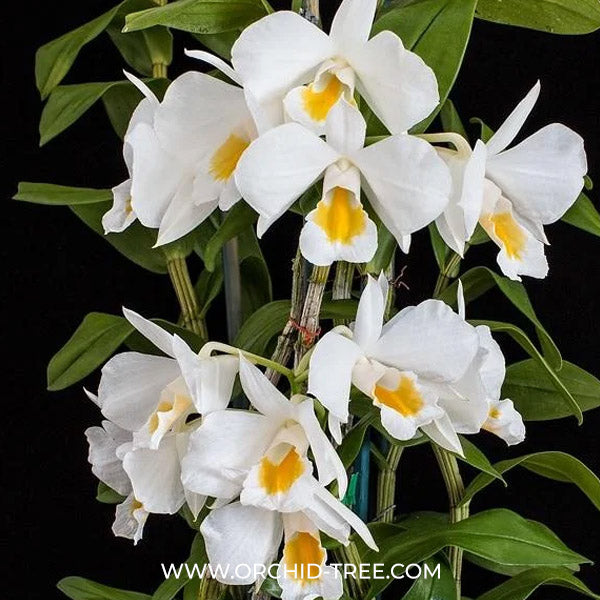 Dendrobium formosum sp. Orchid Plant- FF