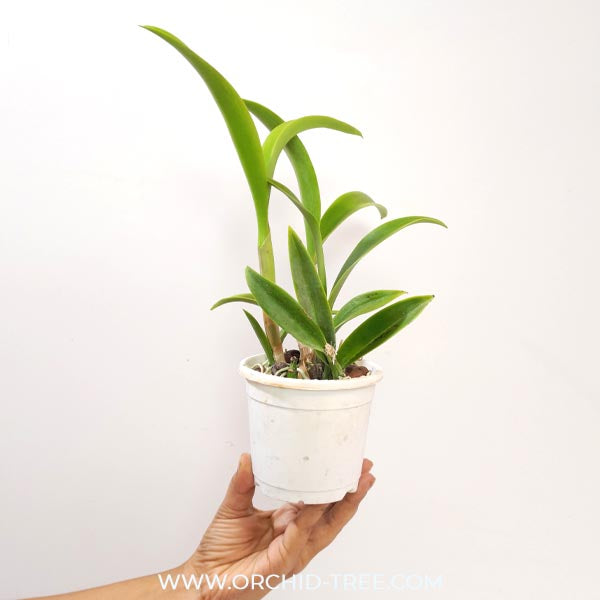 Cattleya (Mvc.) Frances Fox Var Fire Flame Orchid Plant - BS