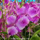 Dendrobium Frangipani #1373 Orchid Plant - BS